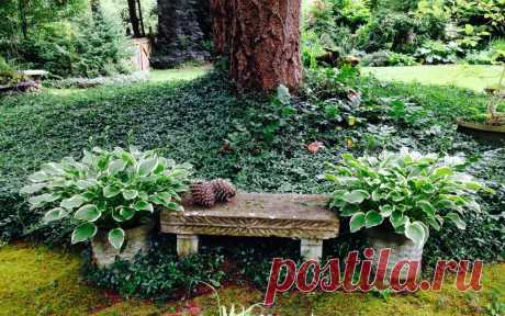 Гид по видам и сортам хост (названия, фото, описания) | В цветнике (Огород.ru)