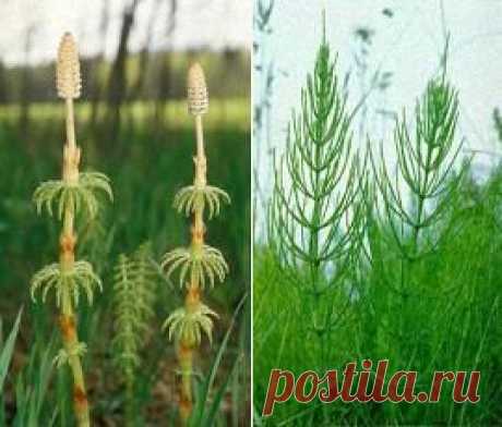 Хвощ полевой применение, лечебные свойства, лечение.