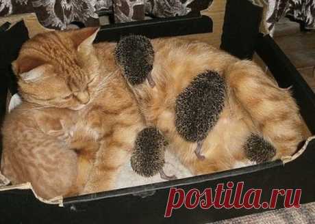 Мама этих ежат погибла, и малютки были обречены. Помощь пришла, откуда не ждали!