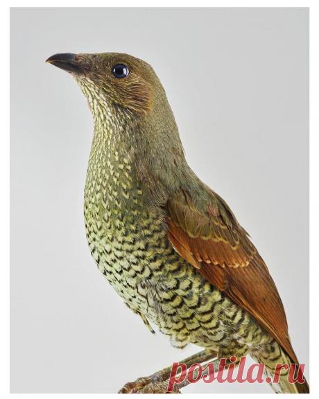 Эмоциональные портреты птиц от Лейлы Джеффрис