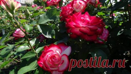 ФОТО: Рундальский замок приглашает посмотреть на цветущие розы во французском саду - DELFI