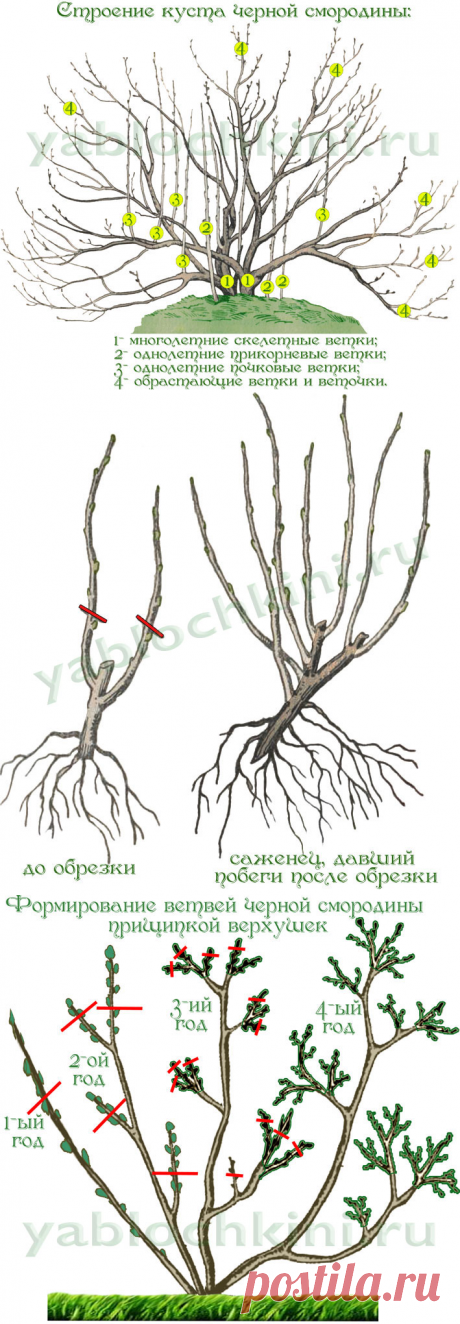 правила обрезки смородины |