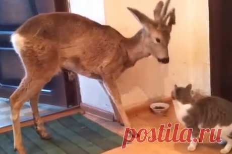 В Новосибирской области олень зашел в дом, чтобы поесть кошачьей еды Вот что называется - удача для оператора: согласно постам в интернете, в дом к жителю деревни Катково Коченевского района Новосибирской области нагрянул рогатый визитер, которого и в дикой природе не …
