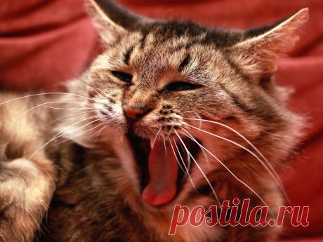 Мой рабочий стол - КОШКИ - 671 фото. Фотографии George Red.