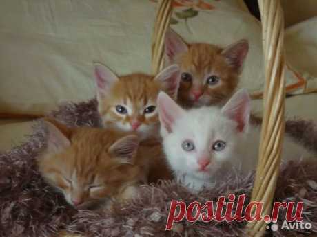 Сибирские котики - купить, продать или отдать в Красноярском крае на Avito — Бесплатные объявления на сайте Avito