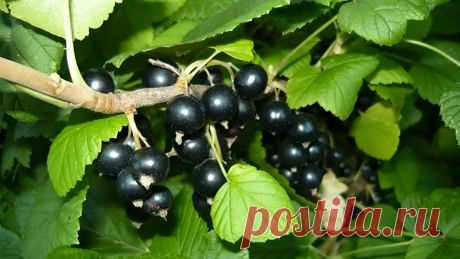 Черная смородина и здоровье мозга: влияние на кровоток и функции - Hi-Tech Mail