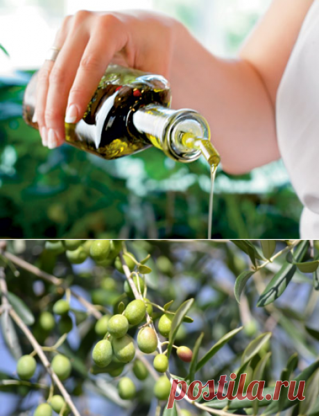 Оливковое масло в кулинарии, медицине, косметике - Образованная Сова
