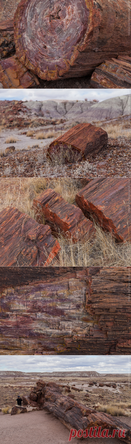 Фотопрогулка по «окаменевшему лесу»