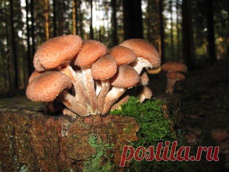 Памятка начинающего грибника: как не спутать настоящий опенок с ложным | Дачные дела | Пульс Mail.ru Опята относятся к группе грибов, которые чаще всего растут большими группами на старых пнях и деревьях.