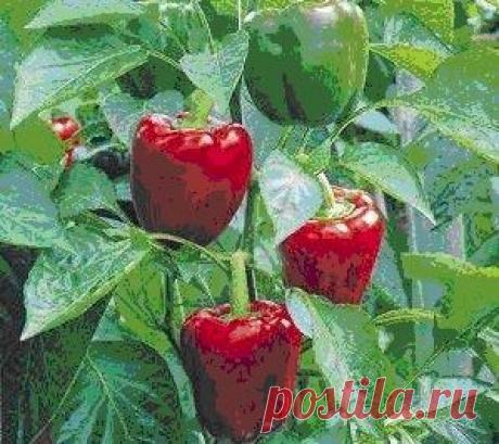 Как вырастить помидоры без рассады? | The knowledge sharing platform of the Central Asian Countries Initiative on Land Management (CACILM)