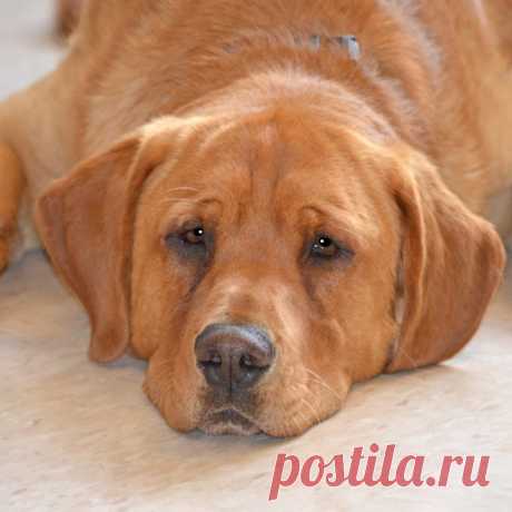 Особенный пёс из приюта почти потерял надежду, но пришёл ОН…
Годовалый пес по кличке Иствуд понуро бродил по улицам города. У животного была деформирована лапка, оттого и походка собаки была неуклюжей и немного странной…
Грустного больного песика подобрали со…