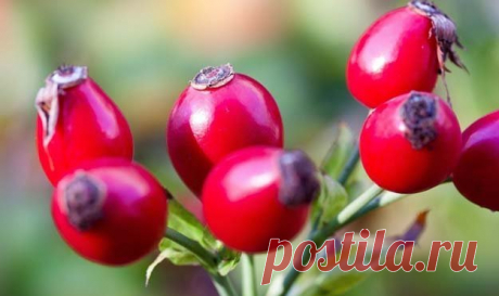 Шиповник: #польза
#Плоды_шиповника содержат #много_витамина_С, бета-каротина и меди, а также особые растительные вещества — #галактолипиды.
- Это сочетание природных активных ингредиентов делает плоды шиповника натуропатическим средством при остеоартрите и артрите.
#Шиповник — чудесное #растение. #Польза шиповника общеизвестна, но мы знаем очень мало о нем. Читайте в статье: шиповник: применение и #рецепты