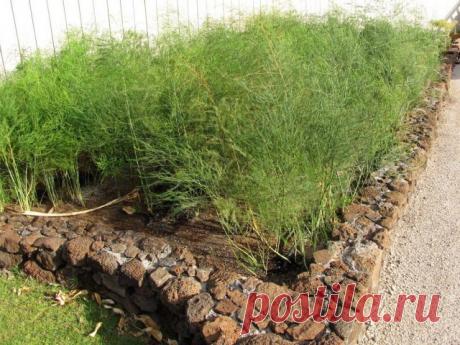 Спаржа в огороде — секреты отменного урожая. Посадка и уход. Фото — Ботаничка.ru