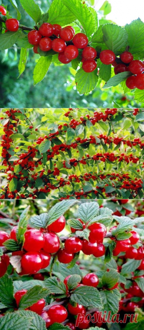 Войлочная вишня: как ухаживать за маленькой обитательницей сада