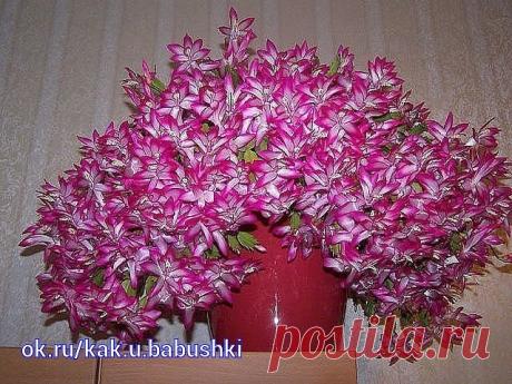(82) Одноклассники