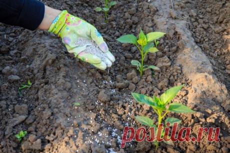 Суперурожай перца – 10 "работающих" советов | Перец, баклажаны (Огород.ru)