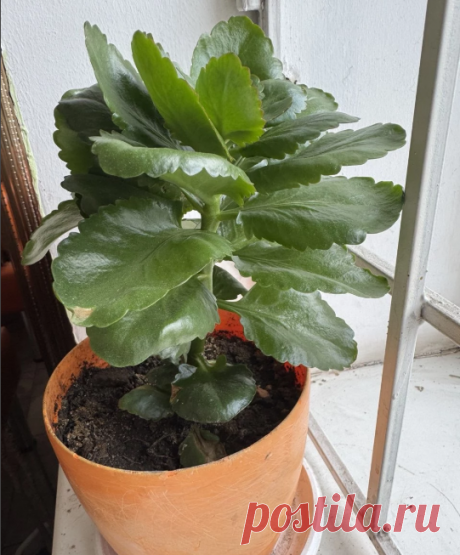 Паспорт растения: Каланхоэ Блоссфельда (Kalanchoe blossfeldiana)