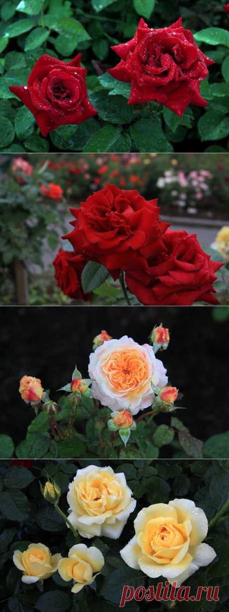 РОЗЫ - ДЛЯ ВАС | Самоцветик