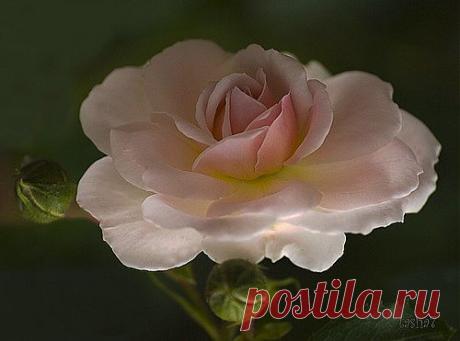 Розовая роза.