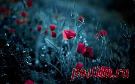 Середина лета в небыль ускользает...