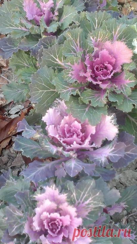 Осень.Дача в ожидании зимнего отдыха...и только декоративной капусте всё нипочём!