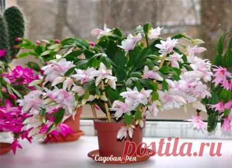 Касторовое масло для пышного и яркого цветения - МирТесен