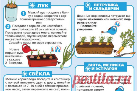 Зимняя посадка в домашних условиях. Инфографика В начале декабря займитесь выгонкой корнеплодов и пряных трав, богатых полезными и питательными веществами. Для этого возьмите любую имеющуюся под рукой тару, составьте почвосмесь и подберите посадочный материал.