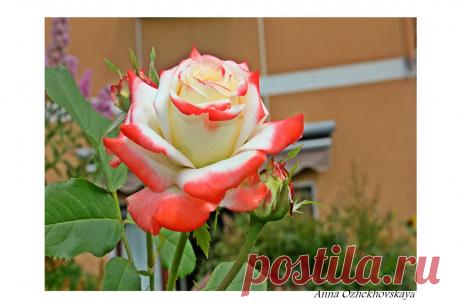 Блог с моими любимыми рецептами.: Моё любимое хобби.