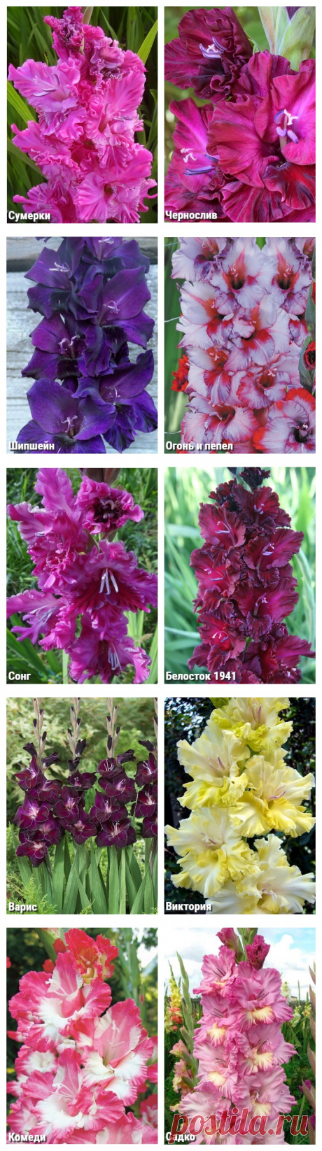 Лучшие сорта гладиолусов с фото и названиями (49 фото)