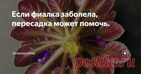 Если фиалка заболела, пересадка может помочь. На примере сорта Rob’s Zero Gravity (R.Robinson)