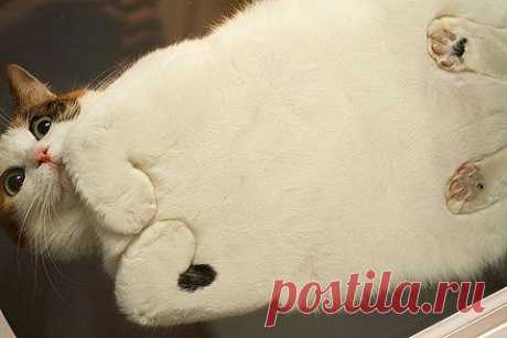 22 фото, доказывающих, что любому кошатнику нужен стеклянный стол / Питомцы