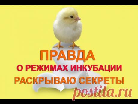 ВСЯ ПРАВДА ОБ ИНКУБАЦИОННОМ РЕЖИМЕ | секреты инкубации