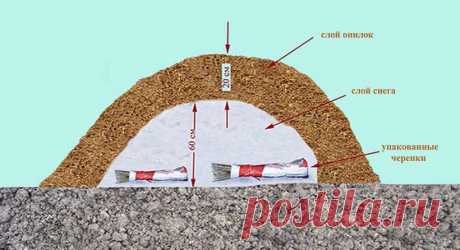 Когда готовить черенки для прививки ? - Садоводка