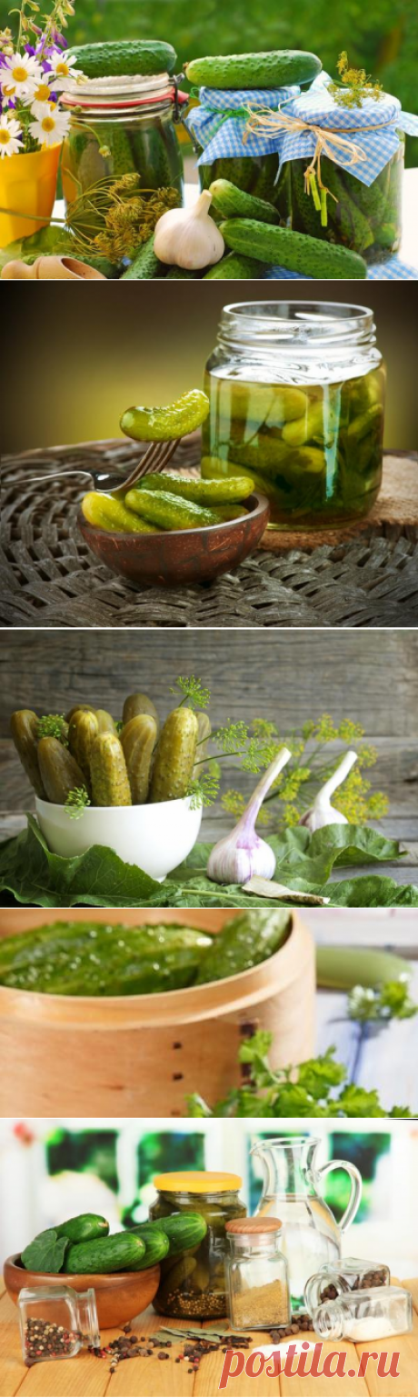 Соленые и маринованные огурцы: секреты заготовки
