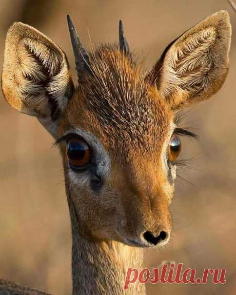 Красавица маленькая газель!! 🦌
Сколько же в глазах доброты, интереса и наивности!!!🍃