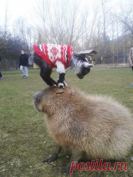 22 убедительных фотодоказательства того, что капибары являются самыми дружелюбными животными в мире