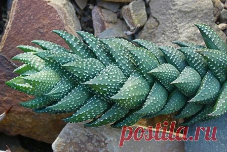 Haworthia reinwardtii Afrique du Sud Le Cap I appreciate all the visits, and kind comments!!!!I