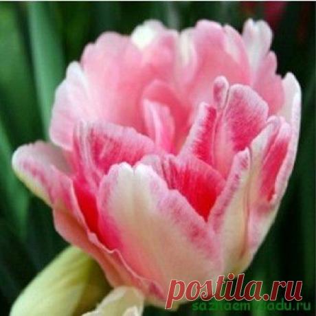 Секреты вечной красоты | Азбука садовода