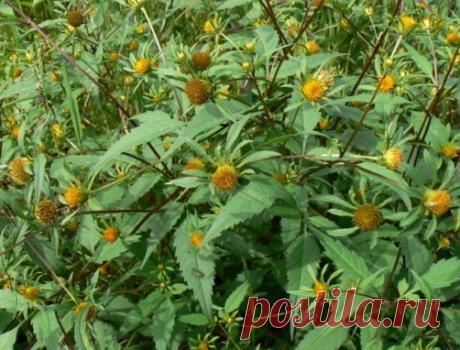 Травы от аллергии: сборы и настои, рецепты |