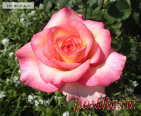 3 секрета летней обрезки роз | РОЗЫ