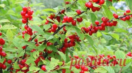 Войлочная вишня: как ухаживать за маленькой обитательницей сада