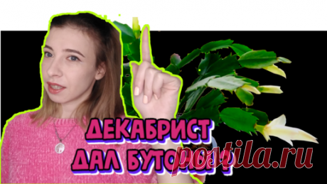 Как только декабрист даёт первый бутон, я сразу изменяю уход для долгого и шикарного цветения. Делюсь - 3 пункта | Сад Фрейи | Дзен