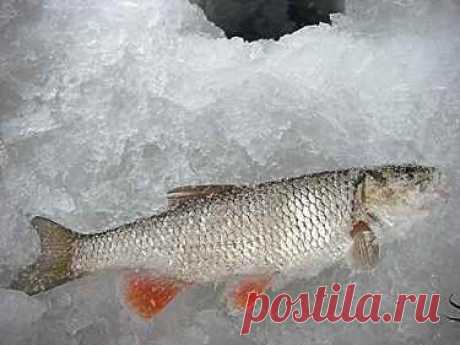 Где зимуют голавли?