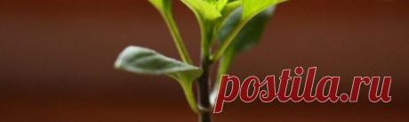 Когда сажать перец на рассаду и как вырастить ее в домашних условиях - инструкция с фото и видео