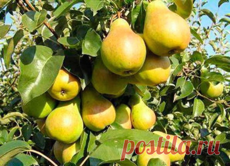 Как посадить грушу чтобы быстро получить урожай
