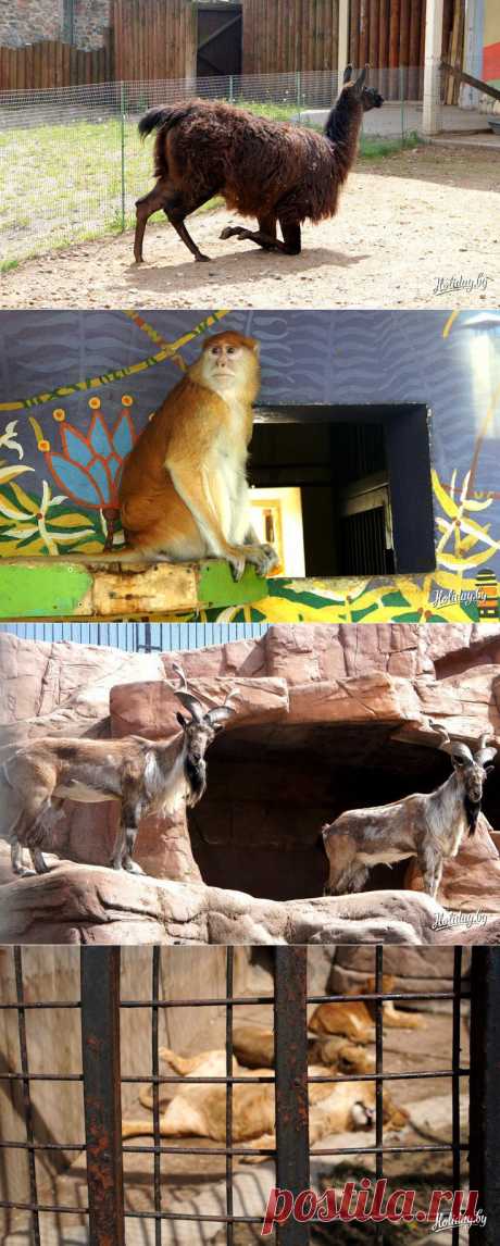 Зоопарк в Минске: москвичи-постояльцы, символ зоосада и сюрпризы для публики - туристический блог об отдыхе в Беларуси