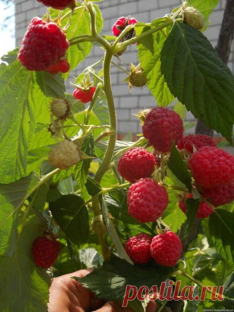 Малина Крепыш: преимущества и особенности выращивания малинового дерева Краткая характеристикаСорт «Крепыш» был получен отечественными учеными в 2000-м году. Малина в полной мере оправдывает свое название. Побеги у нее — толстые и мощные. Не гнутся ни под тяжестью сильног...