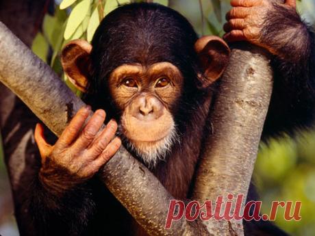 Восточный гороскоп на 2016 год