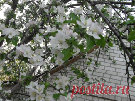 яблоня | Фотогалерея цветов и растений