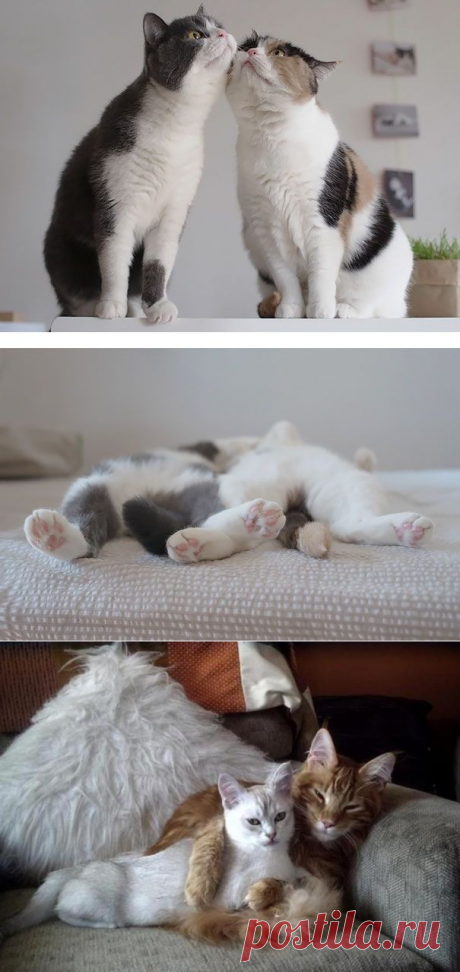 18 кошек доказывающих, что любить может каждый